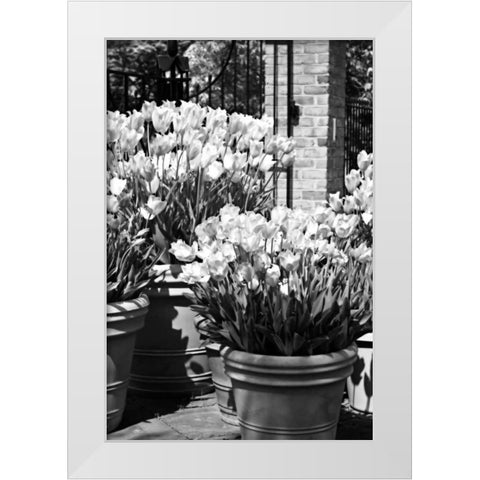 Spring Tulips I White Modern Wood Framed Art Print by Hausenflock, Alan