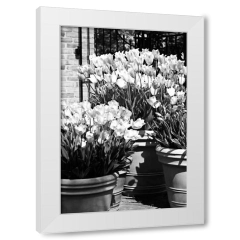Spring Tulips II White Modern Wood Framed Art Print by Hausenflock, Alan
