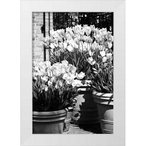 Spring Tulips II White Modern Wood Framed Art Print by Hausenflock, Alan