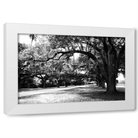 Charleston Oaks IX White Modern Wood Framed Art Print by Hausenflock, Alan