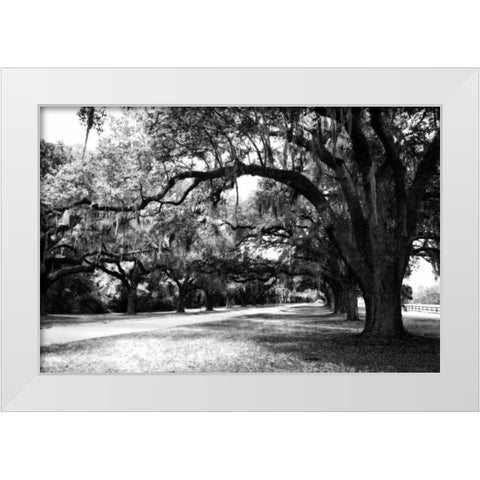 Charleston Oaks IX White Modern Wood Framed Art Print by Hausenflock, Alan