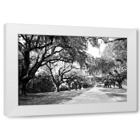 Charleston Oaks I0 White Modern Wood Framed Art Print by Hausenflock, Alan