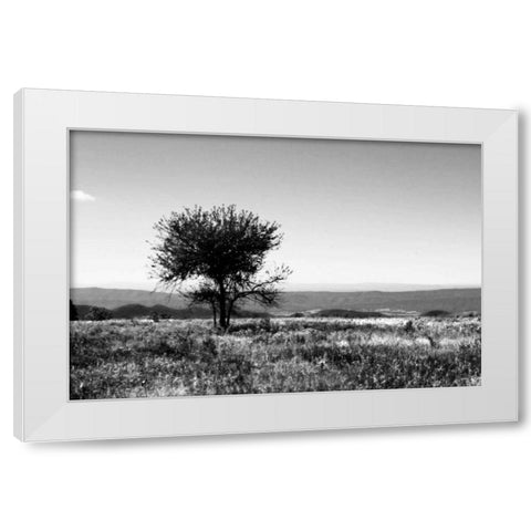 Big Meadow IV White Modern Wood Framed Art Print by Hausenflock, Alan