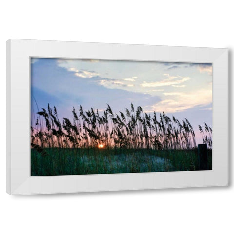 Sea Oats on Lavender II White Modern Wood Framed Art Print by Hausenflock, Alan