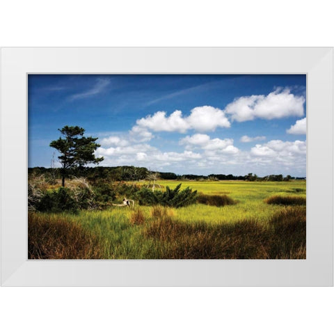 Marshland I White Modern Wood Framed Art Print by Hausenflock, Alan