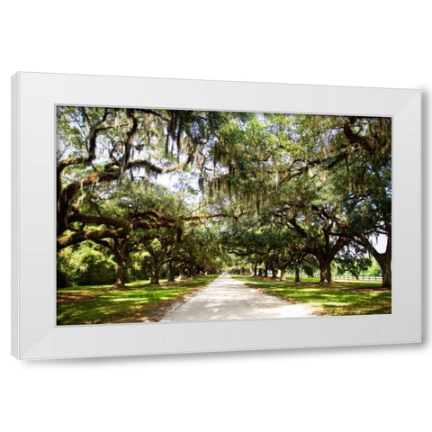 Charleston Oaks I White Modern Wood Framed Art Print by Hausenflock, Alan