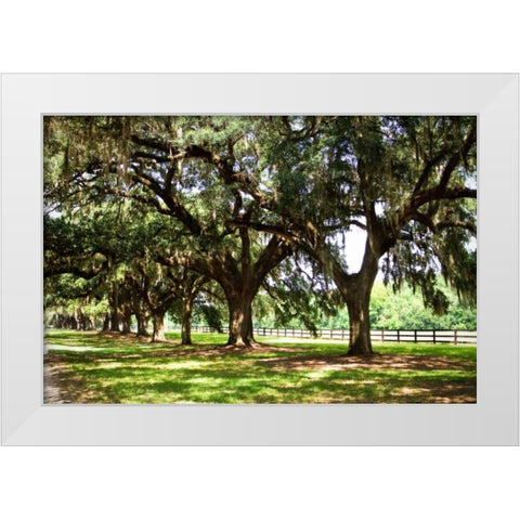 Charleston Oaks II White Modern Wood Framed Art Print by Hausenflock, Alan