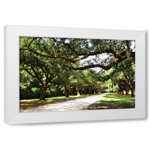 Charleston Oaks IV White Modern Wood Framed Art Print by Hausenflock, Alan