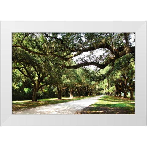 Charleston Oaks IV White Modern Wood Framed Art Print by Hausenflock, Alan