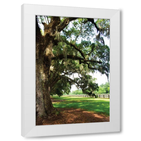 Charleston Oaks V White Modern Wood Framed Art Print by Hausenflock, Alan