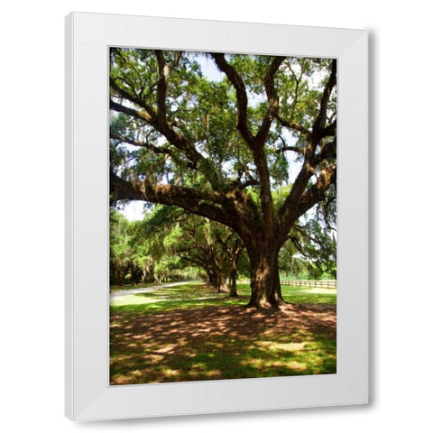 Charleston Oaks VI White Modern Wood Framed Art Print by Hausenflock, Alan