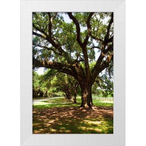 Charleston Oaks VI White Modern Wood Framed Art Print by Hausenflock, Alan