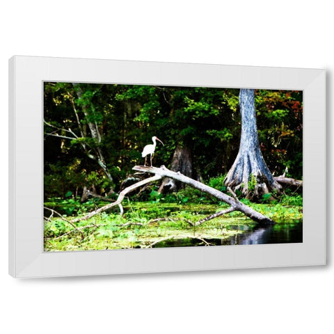 Ibis on a Limb White Modern Wood Framed Art Print by Hausenflock, Alan