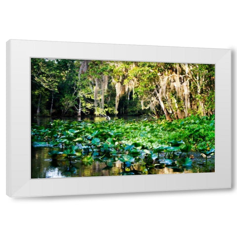 Water Lilies I White Modern Wood Framed Art Print by Hausenflock, Alan