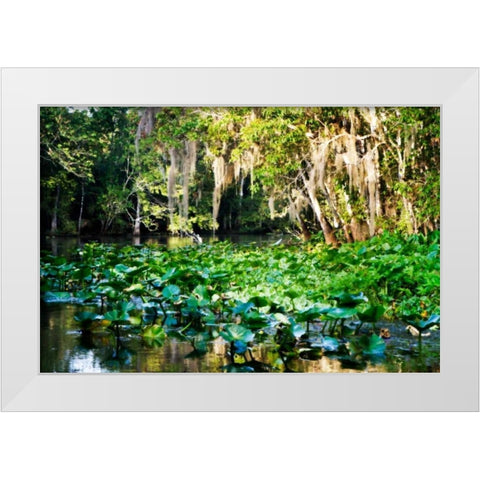 Water Lilies I White Modern Wood Framed Art Print by Hausenflock, Alan