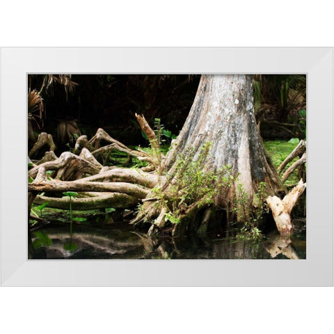 Cypress II White Modern Wood Framed Art Print by Hausenflock, Alan