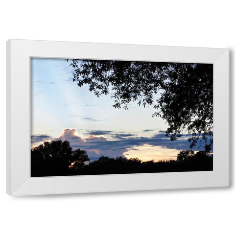 Sunset Through the Trees I White Modern Wood Framed Art Print by Hausenflock, Alan