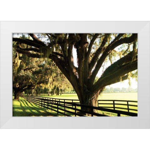 Majestic Oaks I White Modern Wood Framed Art Print by Hausenflock, Alan