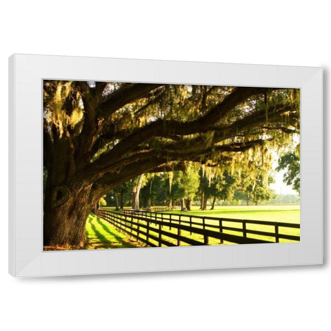 Majestic Oaks II White Modern Wood Framed Art Print by Hausenflock, Alan