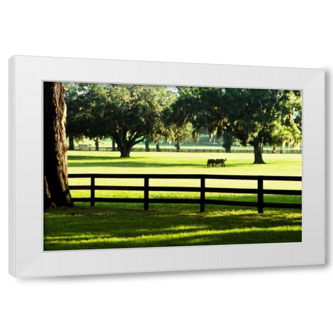 Serene Horses I White Modern Wood Framed Art Print by Hausenflock, Alan