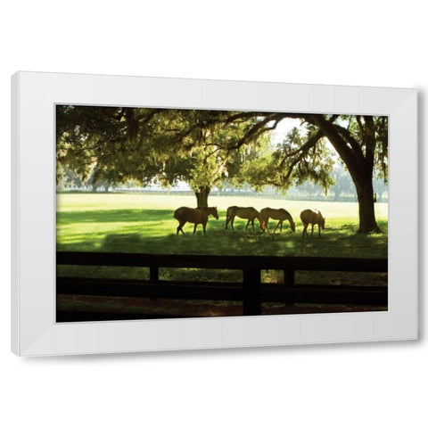 Horses in the Sunrise I White Modern Wood Framed Art Print by Hausenflock, Alan