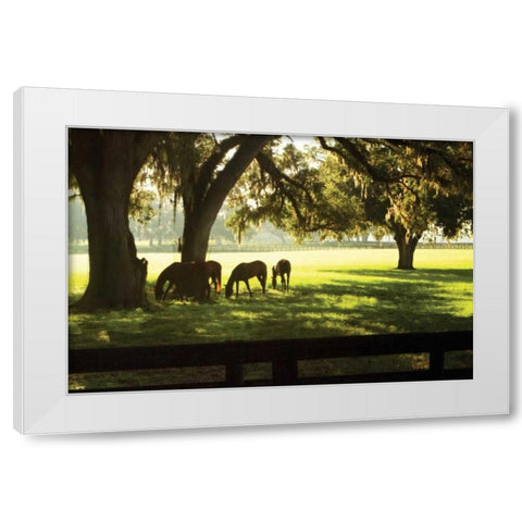 Horses in the Sunrise II White Modern Wood Framed Art Print by Hausenflock, Alan