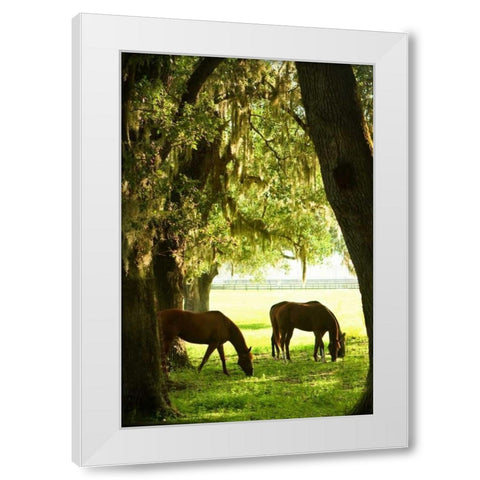 Horses in the Sunrise VI White Modern Wood Framed Art Print by Hausenflock, Alan