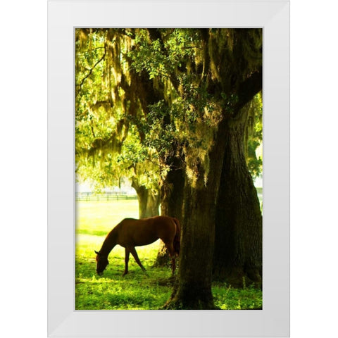 Horses in the Sunrise VII White Modern Wood Framed Art Print by Hausenflock, Alan