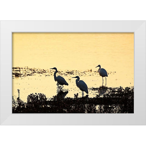 Egrets in the Sunrise II White Modern Wood Framed Art Print by Hausenflock, Alan