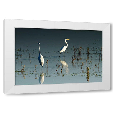 Early Morning Egrets I White Modern Wood Framed Art Print by Hausenflock, Alan