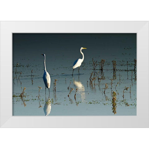 Early Morning Egrets I White Modern Wood Framed Art Print by Hausenflock, Alan