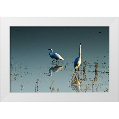 Early Morning Egrets II White Modern Wood Framed Art Print by Hausenflock, Alan