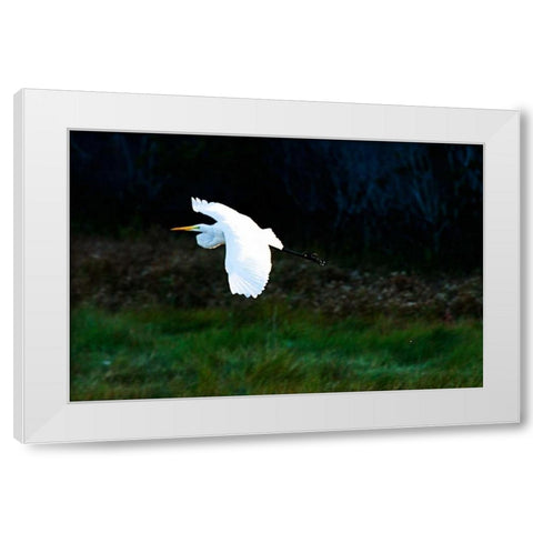 Egret in Flight I White Modern Wood Framed Art Print by Hausenflock, Alan