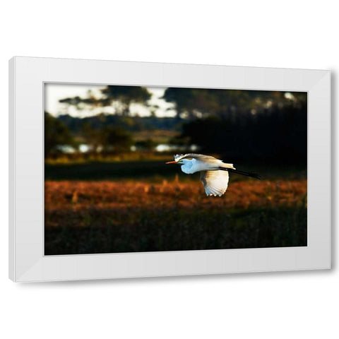 Egret in Flight II White Modern Wood Framed Art Print by Hausenflock, Alan