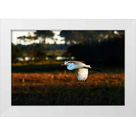 Egret in Flight II White Modern Wood Framed Art Print by Hausenflock, Alan