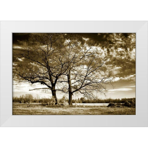 Rolesville Oaks White Modern Wood Framed Art Print by Hausenflock, Alan