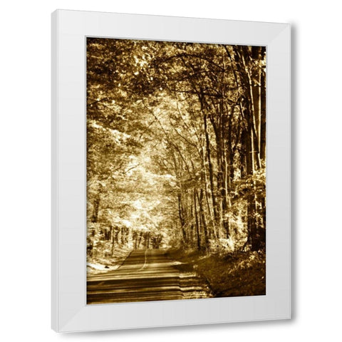 Autumn Wood Road IV White Modern Wood Framed Art Print by Hausenflock, Alan
