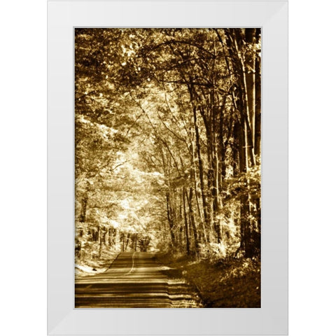 Autumn Wood Road IV White Modern Wood Framed Art Print by Hausenflock, Alan