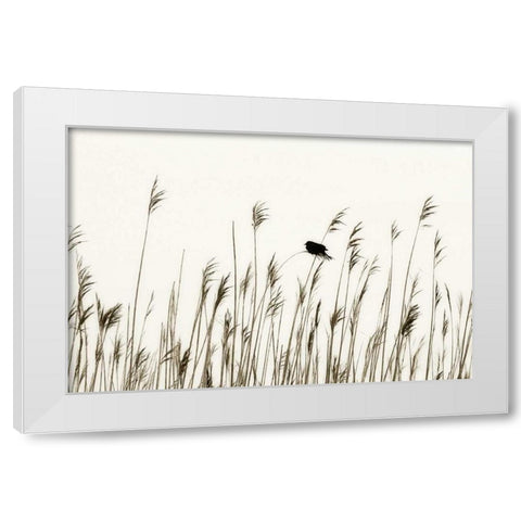 Bird in the Grass I White Modern Wood Framed Art Print by Hausenflock, Alan