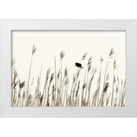 Bird in the Grass I White Modern Wood Framed Art Print by Hausenflock, Alan