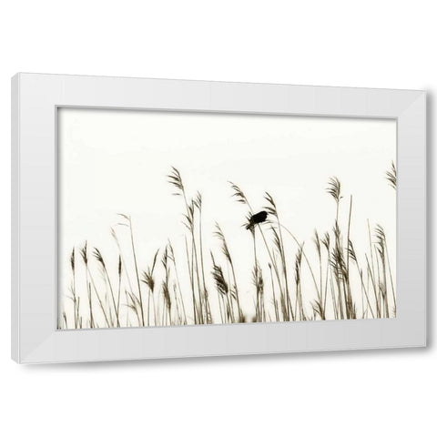 Bird in the Grass II White Modern Wood Framed Art Print by Hausenflock, Alan