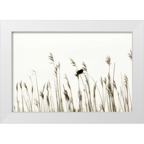 Bird in the Grass II White Modern Wood Framed Art Print by Hausenflock, Alan