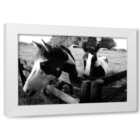 Stormy and Foal I White Modern Wood Framed Art Print by Hausenflock, Alan