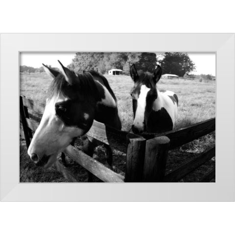 Stormy and Foal I White Modern Wood Framed Art Print by Hausenflock, Alan