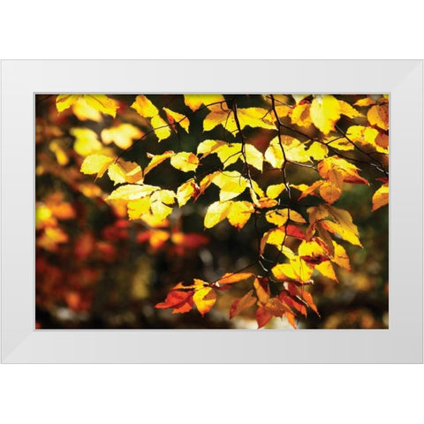 Autumn Leaves II White Modern Wood Framed Art Print by Hausenflock, Alan