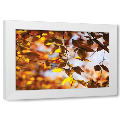 Autumn Leaves III White Modern Wood Framed Art Print by Hausenflock, Alan