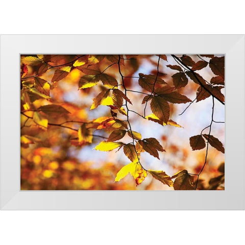 Autumn Leaves III White Modern Wood Framed Art Print by Hausenflock, Alan