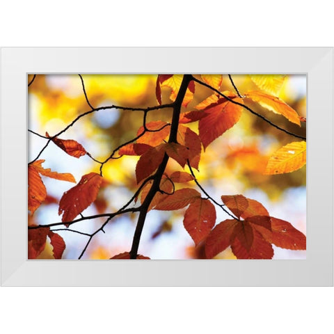 Autumn Leaves IV White Modern Wood Framed Art Print by Hausenflock, Alan