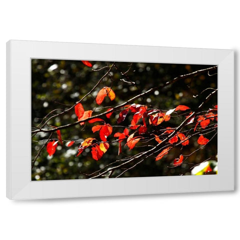 Autumn Leaves V White Modern Wood Framed Art Print by Hausenflock, Alan