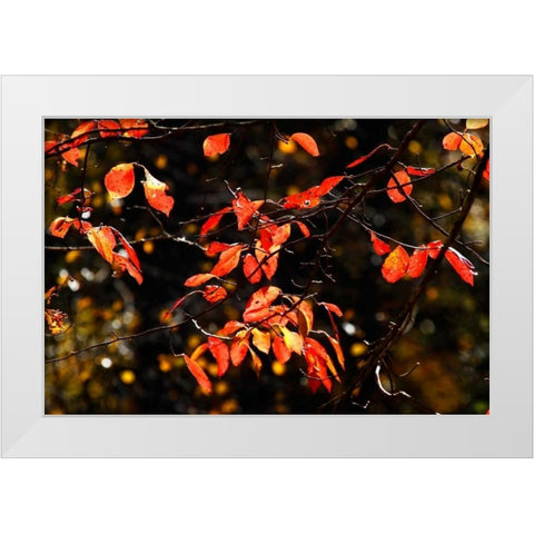 Autumn Leaves VI White Modern Wood Framed Art Print by Hausenflock, Alan